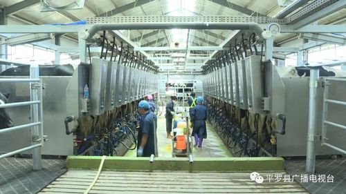平罗高仁乡有个奶牛 现代化工厂