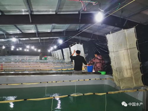 国内首次 浙江宁波成功实现梅童鱼全人工繁育