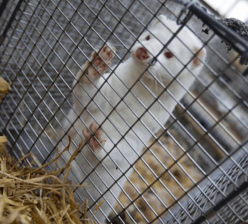 欧洲又一国水貂养殖场暴发新冠疫情 丹麦41个养殖场检测到病毒,拟宰杀100万只